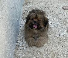 gorgeous little Shih Tzu Male available - Photo 6