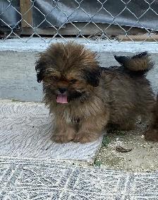 gorgeous little Shih Tzu Male available - Photo 7