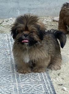 gorgeous little Shih Tzu Male available - Photo 8