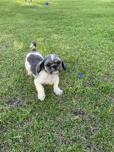gorgeous little Shih Tzu Male available - Photo 9
