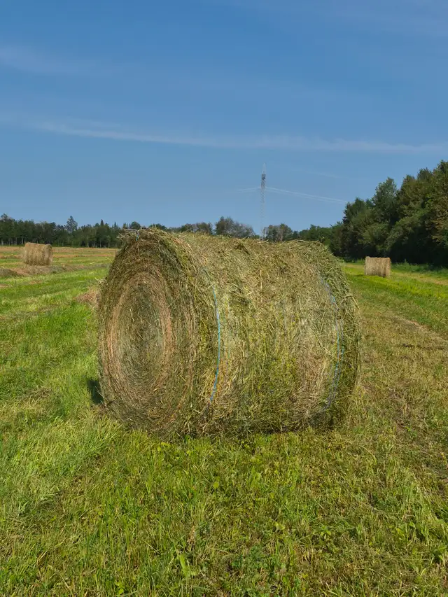 Alfalfa Hay