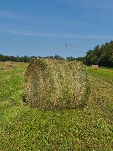 Alfalfa Hay