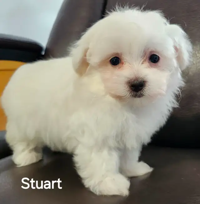 MALTIPOO TOY MÂLE
