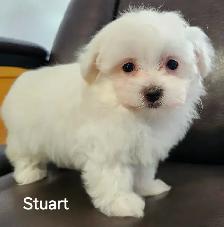 MALTIPOO TOY MÂLE