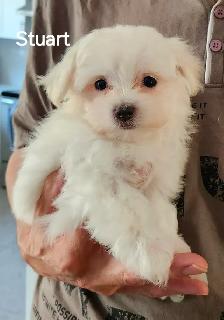 MALTIPOO TOY MÂLE - Photo 2
