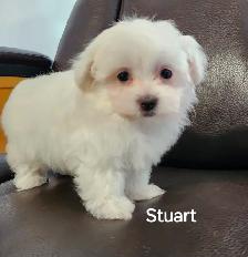 MALTIPOO TOY MÂLE - Photo 3