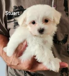 MALTIPOO TOY MÂLE - Photo 4