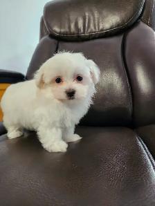 MALTIPOO TOY MÂLE - Photo 5