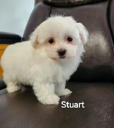 MALTIPOO TOY MÂLE - Photo 6