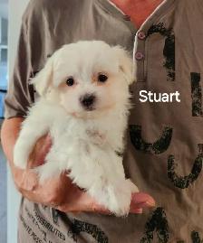 MALTIPOO TOY MÂLE - Photo 7