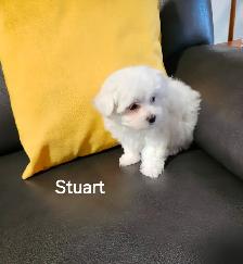 MALTIPOO TOY MÂLE - Photo 8