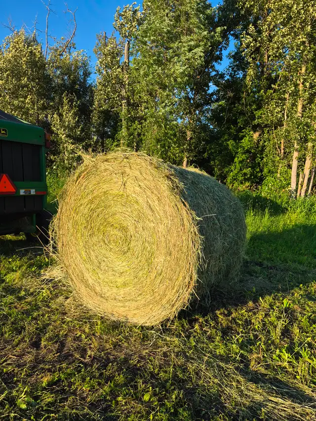 Hay for sale