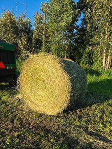 Hay for sale