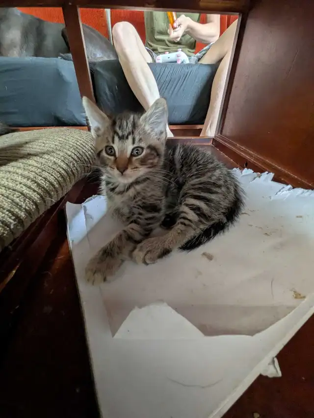 kittens looking for their forever families