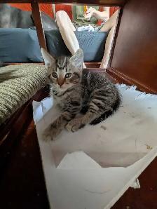 kittens looking for their forever families