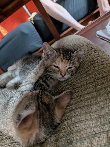 kittens looking for their forever families - Photo 2