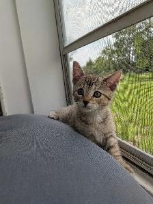 kittens looking for their forever families - Photo 3