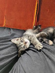 kittens looking for their forever families - Photo 4