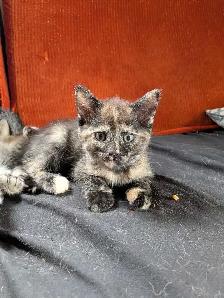 kittens looking for their forever families - Photo 5