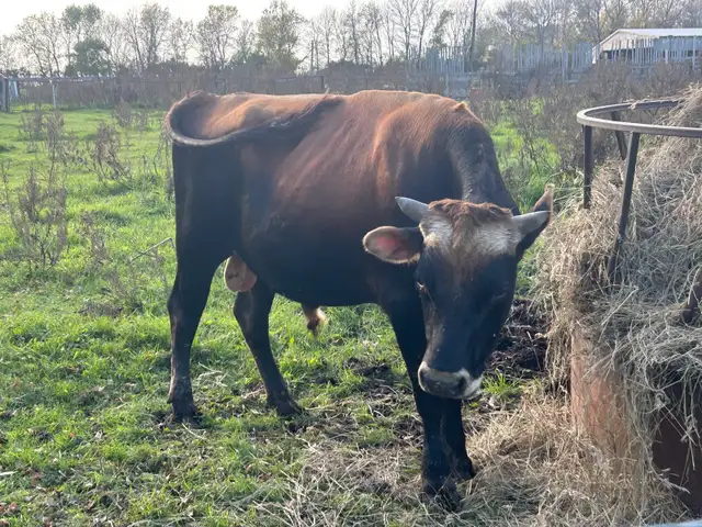Jersey Cross Bull for sale.