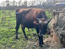 Jersey Cross Bull for sale.