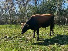 Jersey Cross Bull for sale. - Photo 2