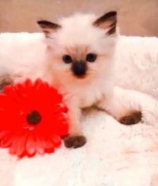 GORGEOUS BABY WHITEMITTTED & CHOCOLATEPOINT RAGDOLLS! - Photo 10