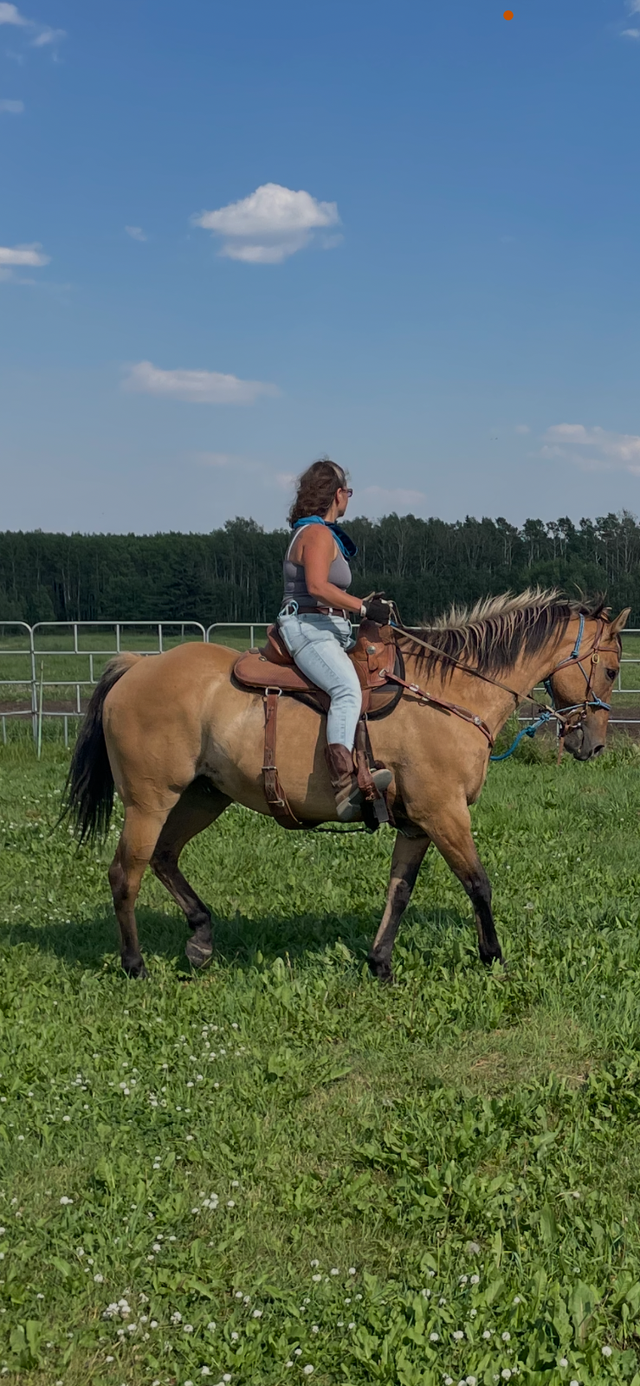 Buckskin gelding aprox 20 $3500 Call 403-860-4478