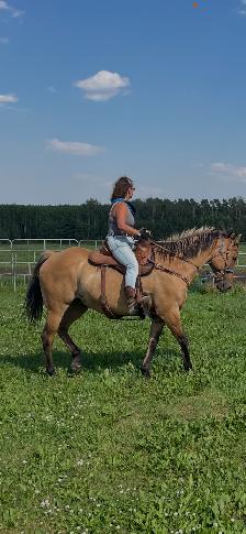 Buckskin gelding aprox 20 $3500 Call 403-860-4478