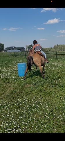 Buckskin gelding aprox 20 $3500 Call 403-860-4478 - Photo 2