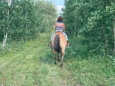 Buckskin gelding aprox 20 $3500 Call 403-860-4478 - Photo 3