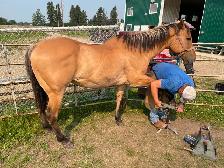 Buckskin gelding aprox 20 $3500 Call 403-860-4478 - Photo 4