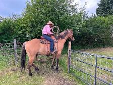 Buckskin gelding aprox 20 $3500 Call 403-860-4478 - Photo 5