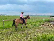 Buckskin gelding aprox 20 $3500 Call 403-860-4478 - Photo 6