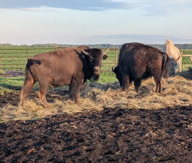 3 - YEARLING BROWN BISON BULLS FOR SALE