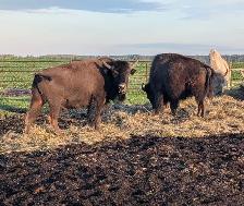 3 - YEARLING BROWN BISON BULLS FOR SALE