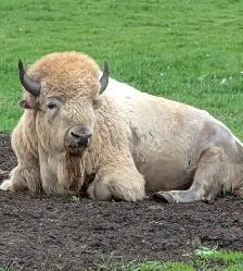 3 - YEARLING BROWN BISON BULLS FOR SALE - Photo 2