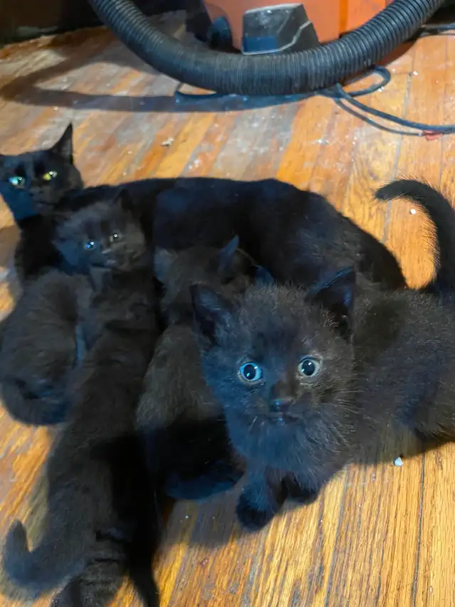 3 kittens
