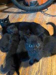 3 kittens