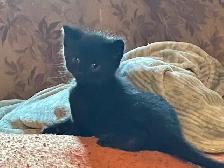 3 kittens - Photo 2