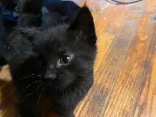 3 kittens - Photo 3