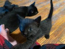 3 kittens - Photo 4