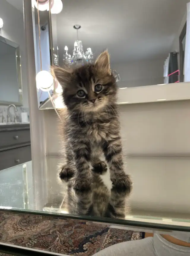 ⭐️Maine Coon Kittens⭐️ - Health Card & Samples -