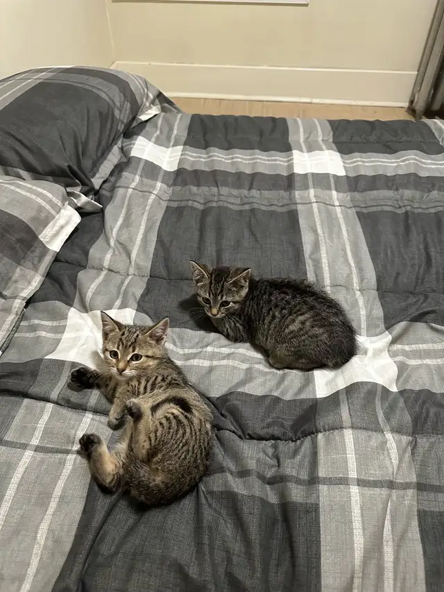 3 farm kittens