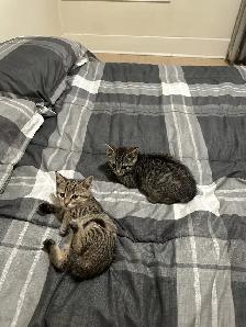 3 farm kittens