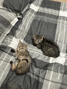 3 farm kittens - Photo 2