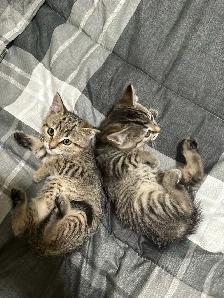 3 farm kittens - Photo 3