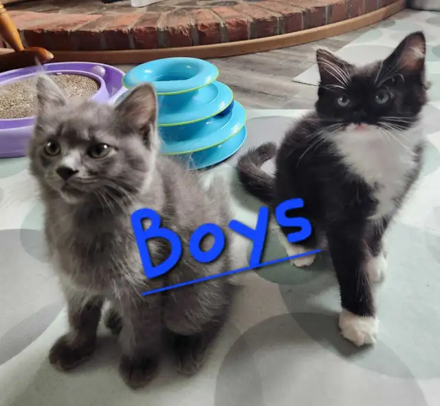 Ragdoll kittens