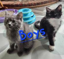 Ragdoll kittens