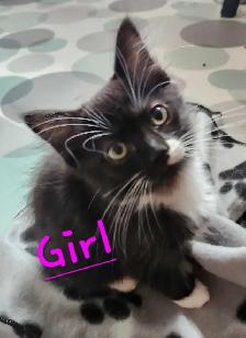 Ragdoll kittens - Photo 4